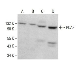 PCAF Antibody (E-8) - Western Blotting - Image 380600 