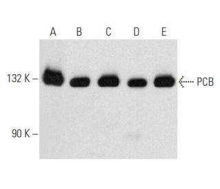 PCB Antibody (E-1) - Western Blotting - Image 356928 
