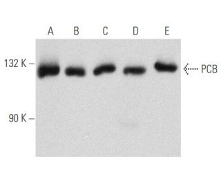 PCB Antibody (E-5) - Western Blotting - Image 356637 