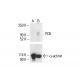 PCB Antibody (F-3) - Western Blotting - Image 412081 