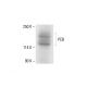 PCB Antibody (F-3) - Western Blotting - Image 412162