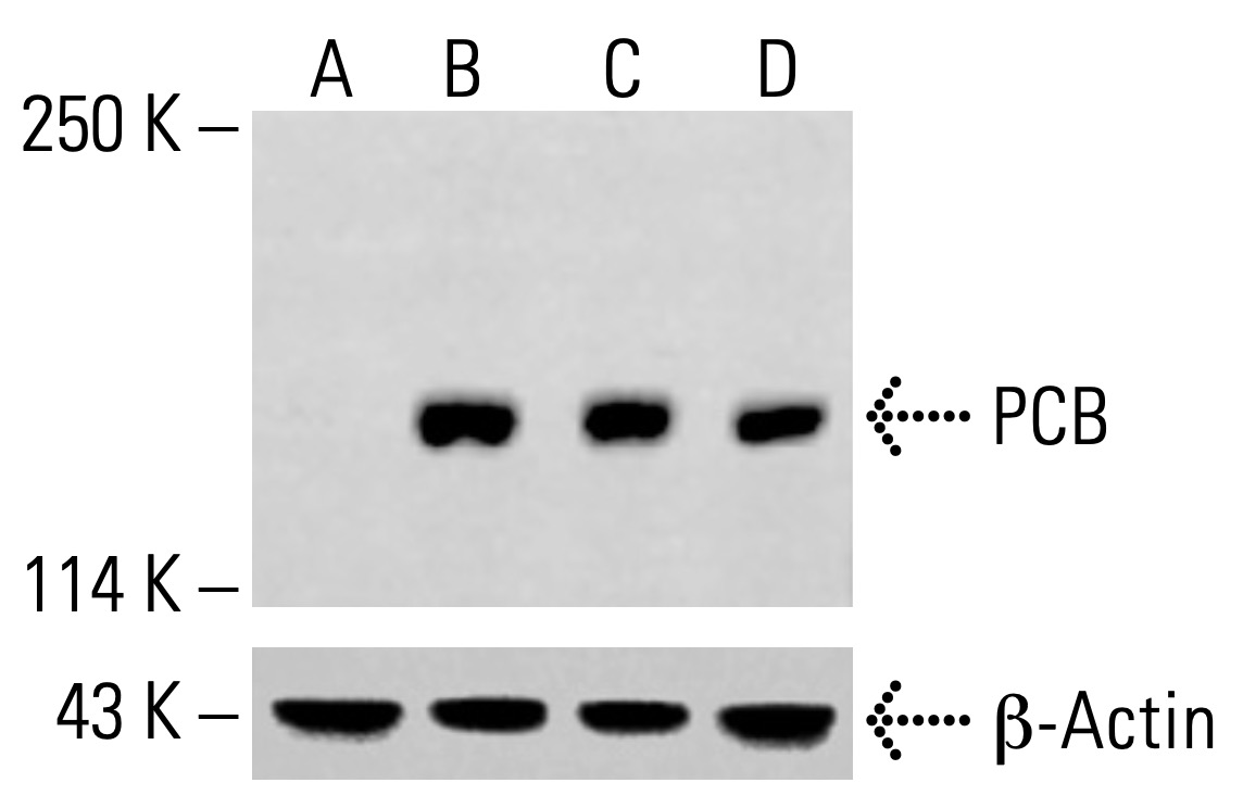 PCB Antibody (H-2) | SCBT - Santa Cruz Biotechnology