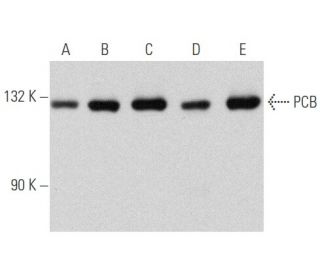 PCB Antibody (D-9) - Western Blotting - Image 356639