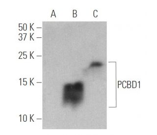 PCBD1 Antibody (E-7) - Western Blotting - Image 400725