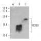 PCBD1 Antibody (E-7) - Western Blotting - Image 400725