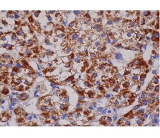 PCCA Antibody (D-5) - Immunohistochemistry - Image 286445 