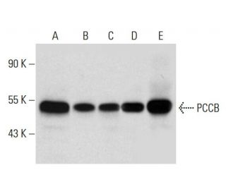 PCCB Antibody (E-12) - Western Blotting - Image 299203 