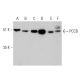 PCCB Antibody (E-7) - Western Blotting - Image 360064 