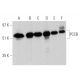 PCCB Antibody (F-6) - Western Blotting - Image 360063 