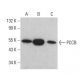 PCCB Antibody (F-6) - Western Blotting - Image 379971 