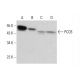 PCCB Antibody (F-6) - Western Blotting - Image 380618