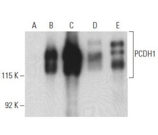PCDH1 Antibody (B-11) - Western Blotting - Image 399162