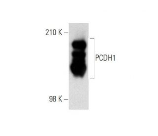 PCDH1 Antibody (S-6) - Western Blotting - Image 139287 