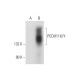 PCDH11X/Y Antibody (D-2) - Western Blotting - Image 314543