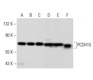PCDH15 Antibody (H-3) - Western Blotting - Image 301698 
