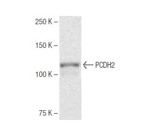 PCDH2 Antibody (5K7) - Western Blotting - Image 65030