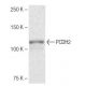 PCDH2 Antibody (5K7) - Western Blotting - Image 65030