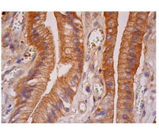 PCDH2 Antibody (D-11) - Immunohistochemistry - Image 284696 