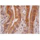 PCDH2 Antibody (D-11) - Immunohistochemistry - Image 284696 