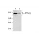 PCDH21 Antibody (E-8) - Western Blotting - Image 331198