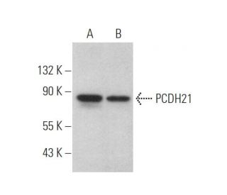 PCDH21 Antibody (E-8) - Western Blotting - Image 372372 