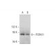 PCDH21 Antibody (G-9) - Western Blotting - Image 323822