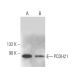 PCDH21 Antibody (H-11) - Western Blotting - Image 372368 