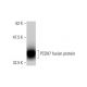 PCDH7 Antibody (2D7) - Western Blotting - Image 348559
