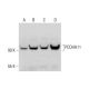 PCDHA11 Antibody (A-4) - Western Blotting - Image 325229
