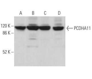 PCDHA11 Antibody (A-4) - Western Blotting - Image 374425 