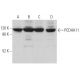 PCDHA11 Antibody (A-4) - Western Blotting - Image 374425 
