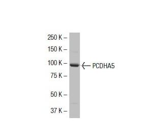 PCDHA5 Antibody (S-03) - Western Blotting - Image 33451
