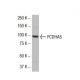 PCDHA5 Antibody (S-03) - Western Blotting - Image 33451