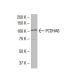 PCDHA6 Antibody (S-13) - Western Blotting - Image 33450