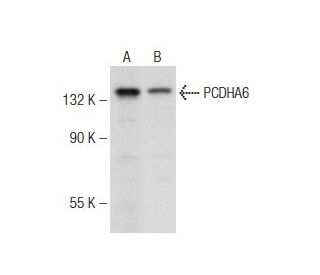 PCDHA6 Antibody (S-13) - Western Blotting - Image 148903 
