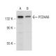 PCDHA6 Antibody (S-13) - Western Blotting - Image 148903 