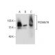 PCDHA7/9 Antibody (G-10) - Western Blotting - Image 287205