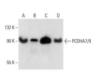 PCDHA7/9 Antibody (G-10) - Western Blotting - Image 289733 