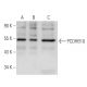 PCDHB10 Antibody (RR-K6) - Western Blotting - Image 30667