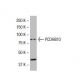 PCDHB10 Antibody (RR-K6) - Western Blotting - Image 33471 