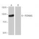 PCDHGA5 Antibody (12C1) - Western Blotting - Image 65031
