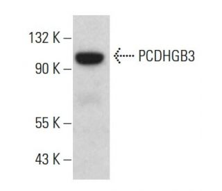 PCDHGB3 Antibody (F-9) - Western Blotting - Image 380588 