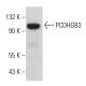 PCDHGB3 Antibody (F-9) - Western Blotting - Image 380588 