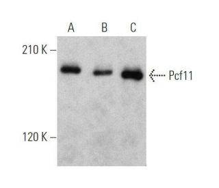 Pcf11 Antibody (A-7) - Western Blotting - Image 356251 