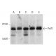 Pcf11 Antibody (C-9) - Western Blotting - Image 317951