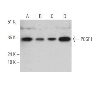 PCGF1 Antibody (E-8) - Western Blotting - Image 346487 