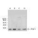 PCGF1 Antibody (E-8) - Western Blotting - Image 380049