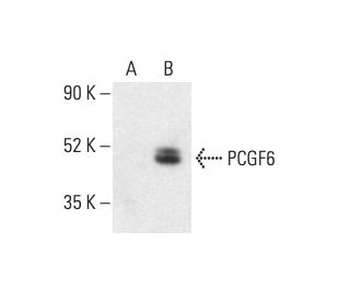 PCGF6 Antibody (A-6) - Western Blotting - Image 403270 