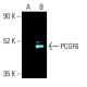 PCGF6 Antibody (A-6) - Western Blotting - Image 403269