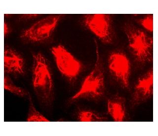 PCLN-1 Antibody (7A2) - Immunofluorescence - Image 142934